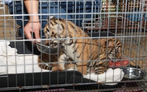 Rescue centre receives two baby tigers from Ha Tinh police