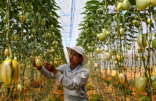 The kingdom of tiny melons in Da Lat