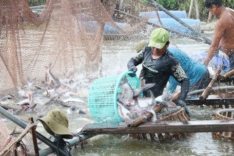 Pangasius firms fishing for markets