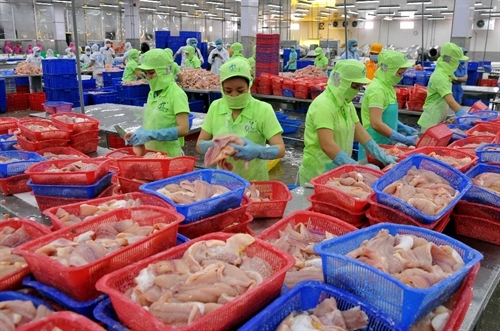 Tra fish prices bounce back after long slump