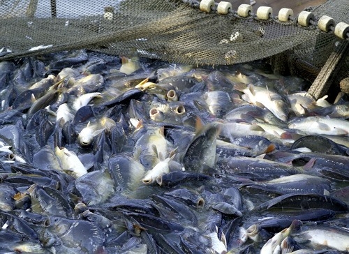 Gov’t issues tra fish rules