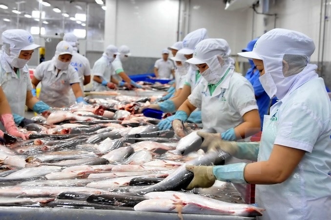 Tra fish prices on the rise