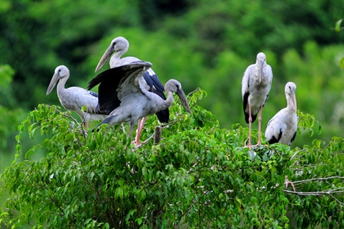 Thung Nham-a green oasis