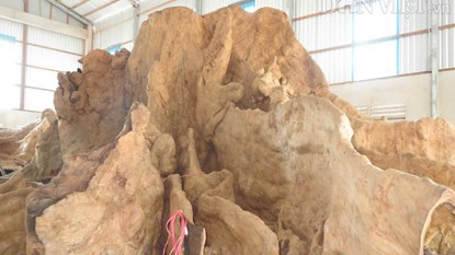 Ancient tree root worth US$1.5 million in Soc Trang Province