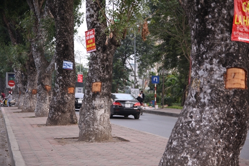 Hanoi trees have bark peeled off by locals desperate for cancer cure