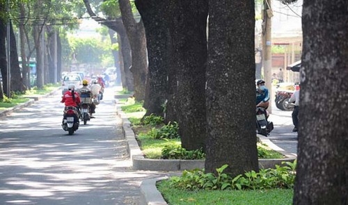 HCM City to uproot, axe 300 trees for major projects