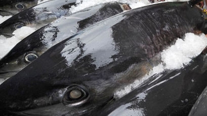 Tuna exports to EU rocket