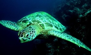 Rare green turtle released by fishermen in central Vietnam