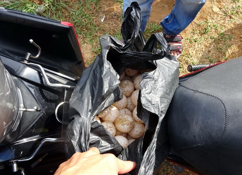 Vietnamese agencies in legal deadlock over turtle egg theft