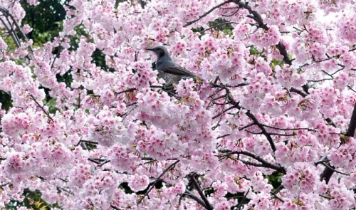Japan to offer 200 cherry trees to Hanoi