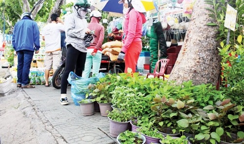 Saigonese grow their own greens at home