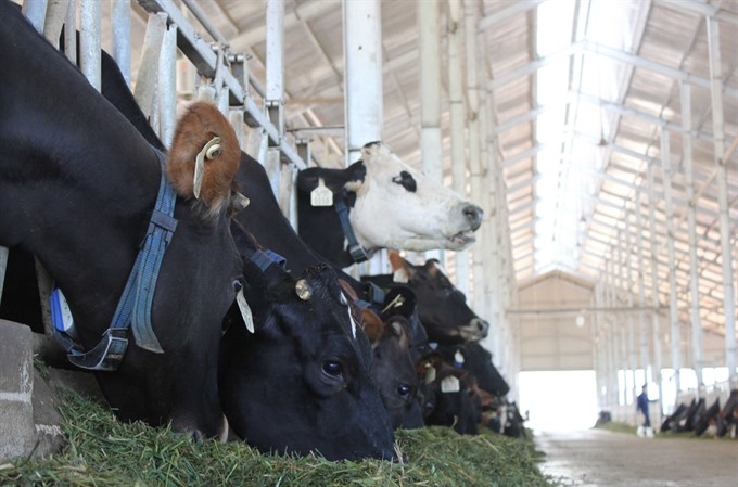 Local dairy industry will have to compete with foreign brands under CPTPP