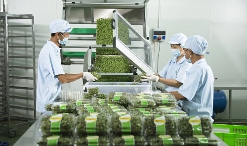 Vietnam’s Vingroup debuts greenhouse veggies