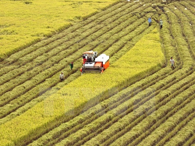 Huge potential for Vietnam’s rice exports to Singapore