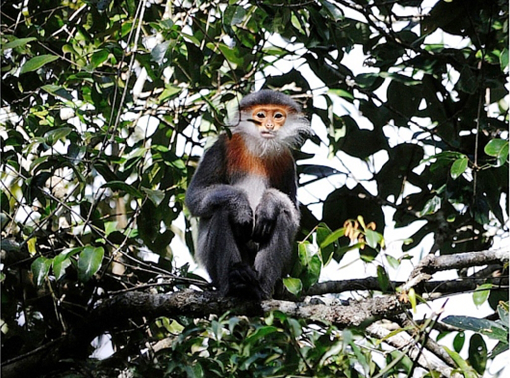Over 500 critically endangered doucs discovered in Vietnam
