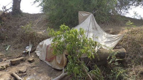 Another tourist elephant drops dead in Vietnam