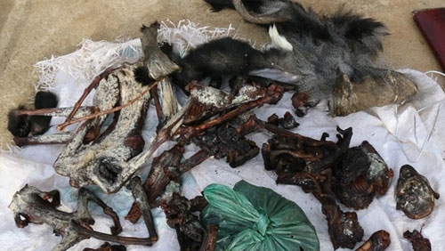 Endangered douc carcasses found in Vietnam forest