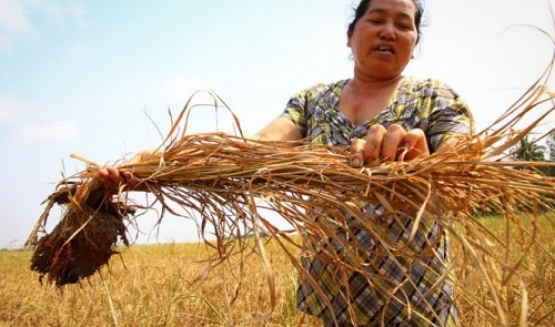 Lack of fresh water hits Vietnam’s Mekong Delta provinces