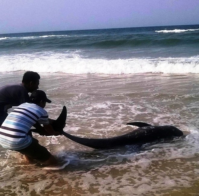 Dead whale washed to shore in central Vietnam