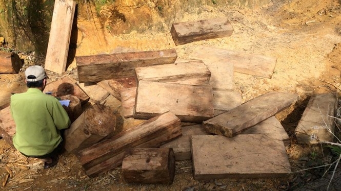 Customs officer suspended as Vietnam probes logging of protected wood