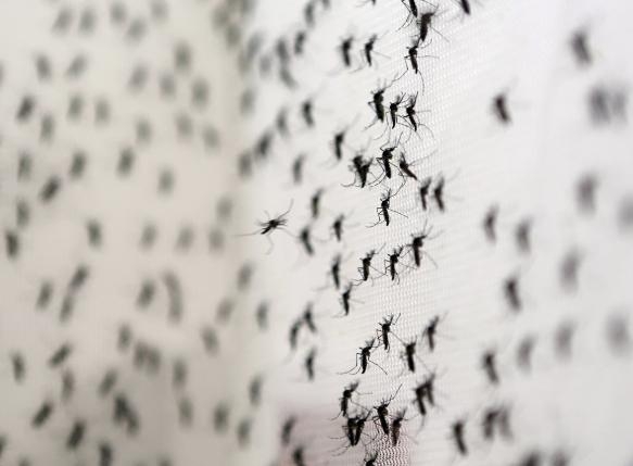 Brazil Zika cases raise concern of virus transmission beyond mosquitoes