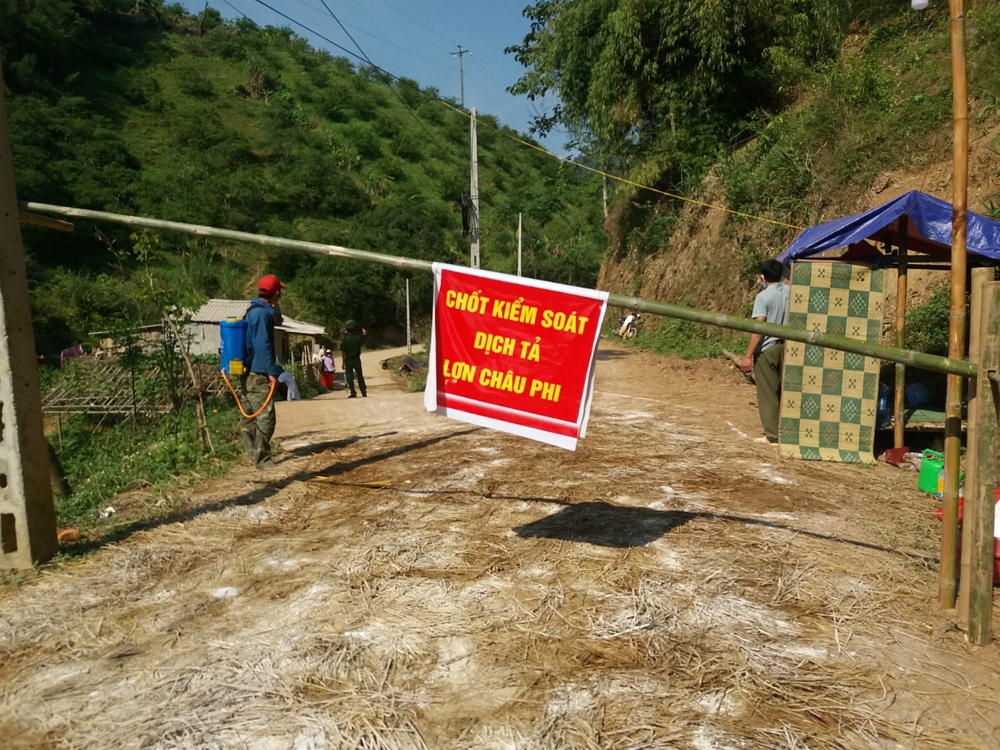 ​Dịch tả lợn châu Phi bùng phát tại xã Chiềng Cọ, TP Sơn La