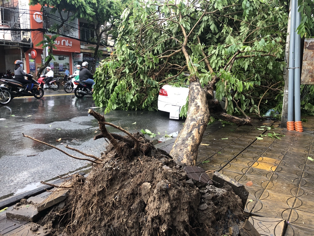 Mưa to, gió lớn khiến hàng loạt cây xanh ngã đổ ở Cần Thơ