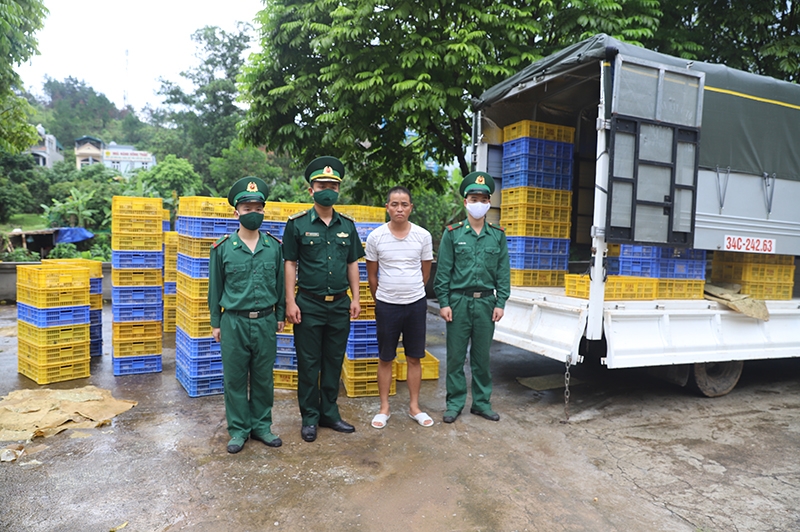 Thu giữ 6.500 con gà giống nhập lậu từ Trung Quốc