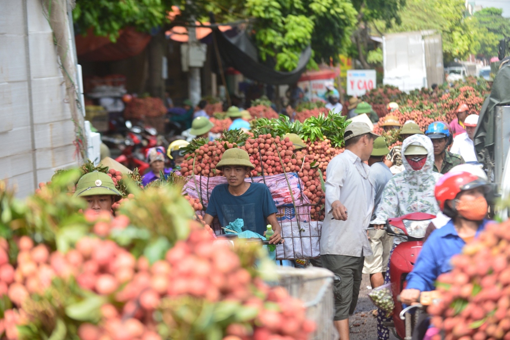Khơi thông "đường đi" cho quả vải thiều Bắc Giang