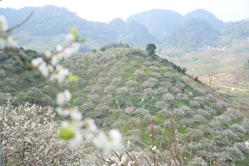 Đông đảo du khách đến Mộc Châu (Sơn La) sau khi nới lỏng giãn cách xã hội