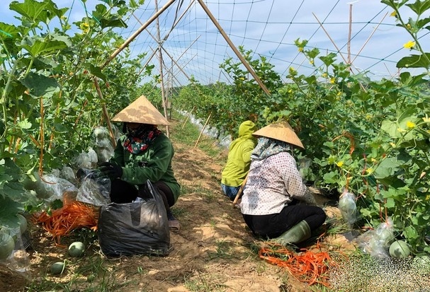 Ưu thế mô hình trồng dưa lưới ngoài trời đầu tiên ở miền Tây Nghệ An