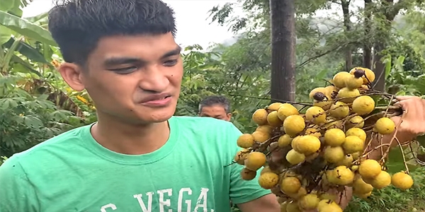 Vườn nhãn trĩu cành của Mạc Văn Khoa