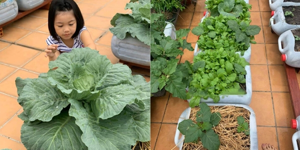 Tận dụng can nhựa mẹ đảm Cần Thơ biến sân thượng thành khu vườn xanh mát