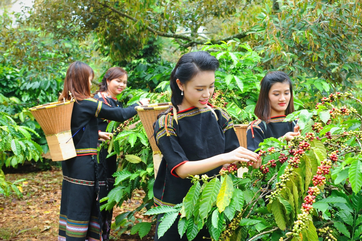 Tìm động lực cho nông nghiệp Tây Nguyên