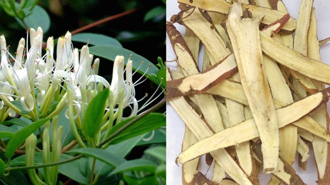 Kim ngân hoa và Cam thảo giúp tăng cường sức khỏe