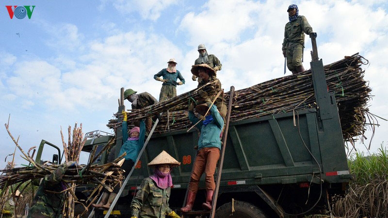 Nhà máy đường cam kết thanh toán hết tiền cho người trồng mía