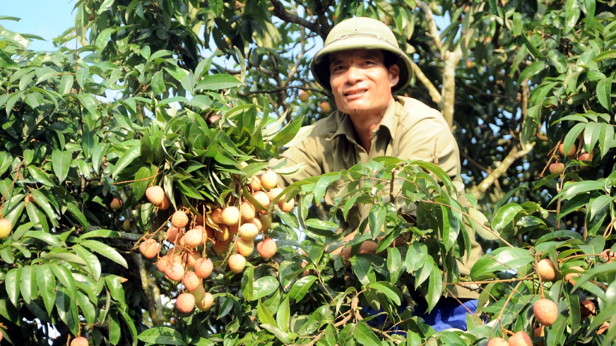 Vải thiều Hải Dương chín sớm, nông dân bội thu