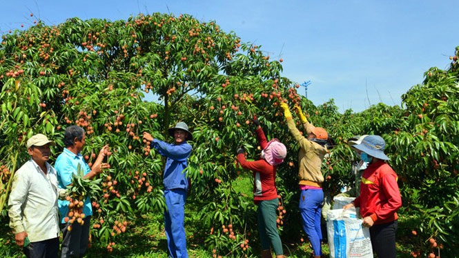 Kỳ vọng vải thiều trên đất Tây Nguyên