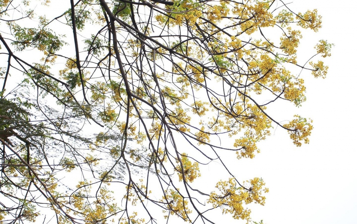 Mê mẩn ngắm hoa điệp thả dáng bên mặt hồ Hà Nội