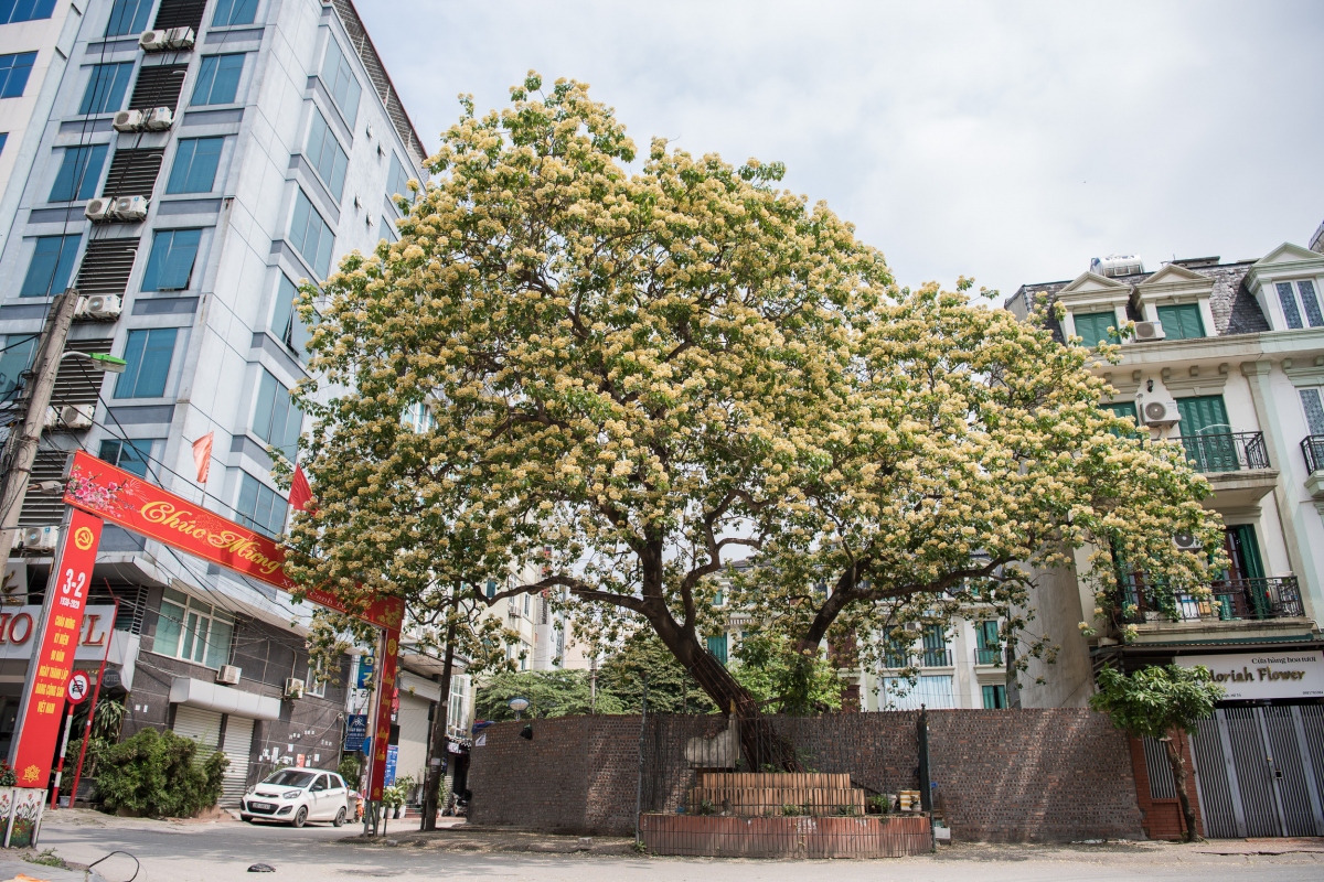 Cây bún 300 tuổi nở hoa vàng rực một góc trời Hà Nội