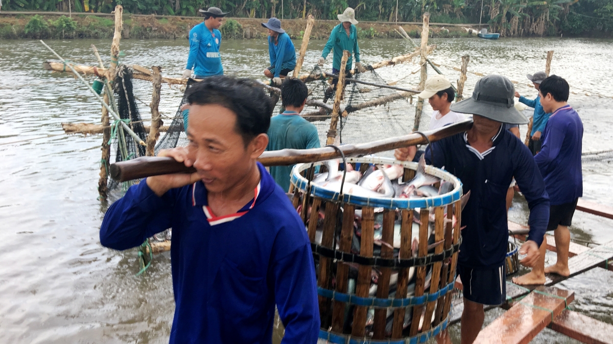 Tín hiệu đáng mừng trong xuất khẩu cá tra thời hậu Covid-19
