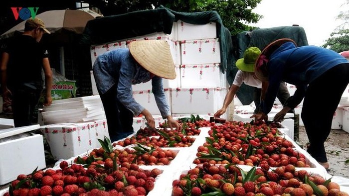 Địa phương có cửa khẩu hỗ trợ tối đa để thông quan mặt hàng vải thiều