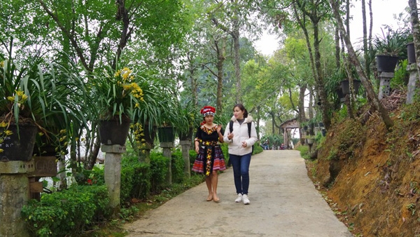 Sau “bão” ma túy, bản người Mông thành nơi trồng địa lan và làm du lịch