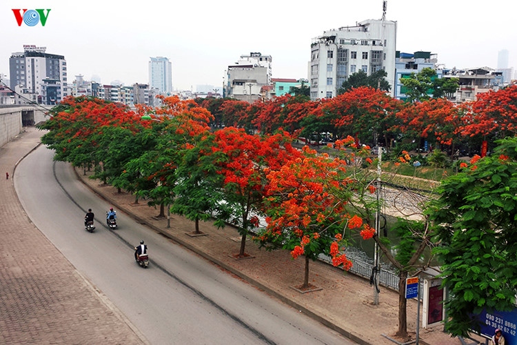 “Nhiều nơi chặt hết cây trong trường học là đang làm hơi thái quá“