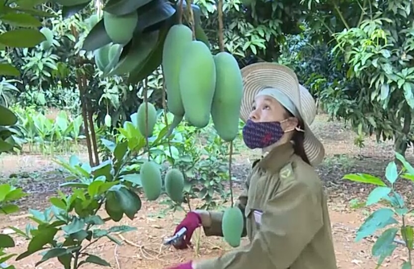 Sản lượng xoài đủ tiêu chuẩn xuất khẩu của Sơn La đạt trên 16.000 tấn
