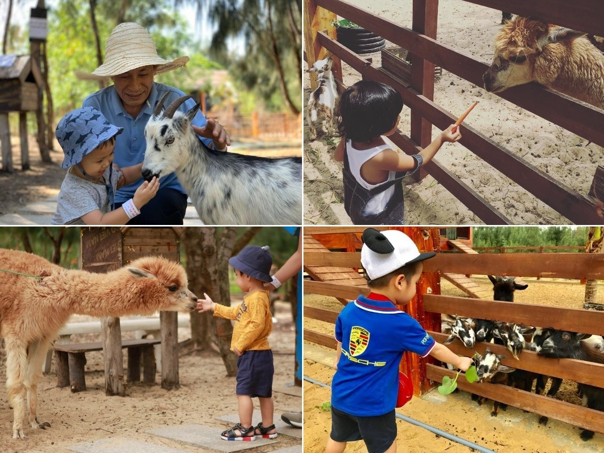 FLC Zoo Safari Park Quy Nhơn - điểm đến không thể bỏ lỡ