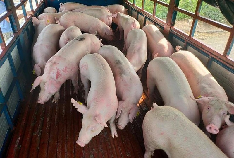 Nhập khẩu 500 lợn sống từ Thái Lan: Giá lợn hơi về Việt Nam là 70.000đ/kg