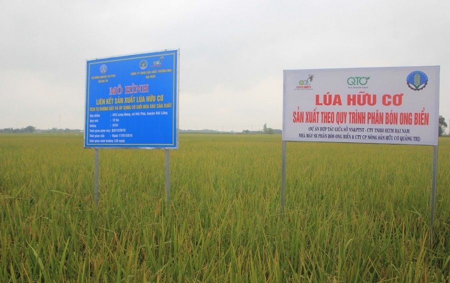 Lúa hữu cơ của nông dân Quảng Trị được mùa được giá