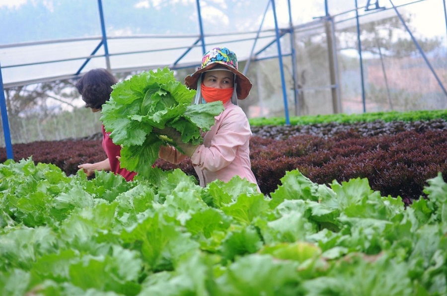 Liên kết theo chuỗi, nông sản Lâm Đồng nhẹ nhàng ứng phó dịch bệnh