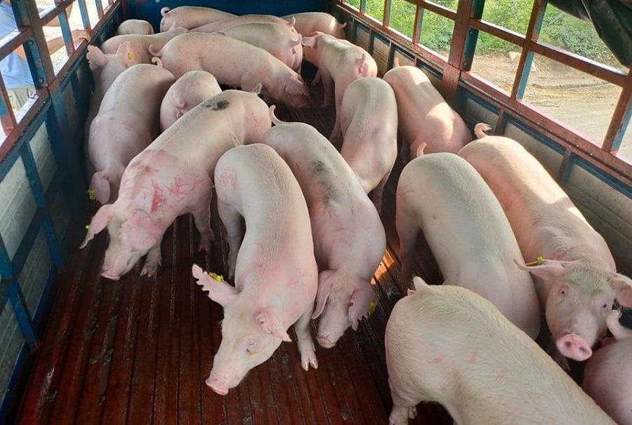 Từ 12/6 sẽ nhập khẩu lợn sống từ các nước vào Việt Nam